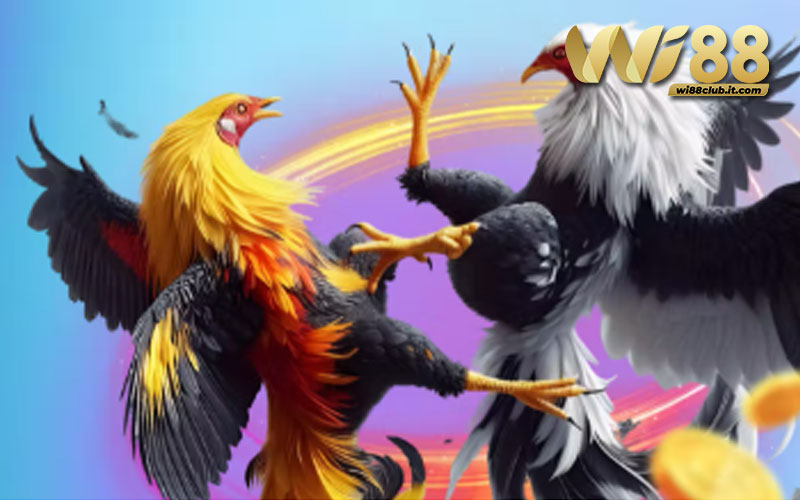 Mẹo chơi đá gà WI88 chưa ai kể bạn